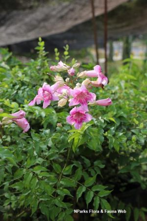 Podranea Ricasoliana 20lt