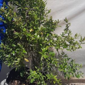 Pomegranate-wonderful-70lt-RH.jpg Pomegranate wonderful 70lt Tree