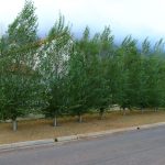Populus Simonii 10lt (poplar Tree)