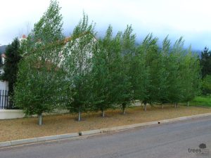 Poplar-Simonii.jpg Populus Simonii 10lt (poplar Tree)