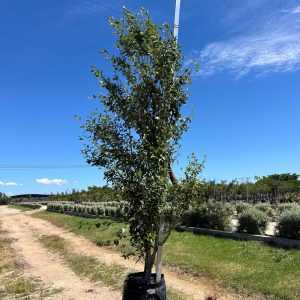 Populus Simonii 100lt