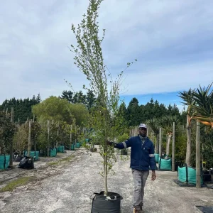 Populus-simonii.webp Populus Simonii 70lt