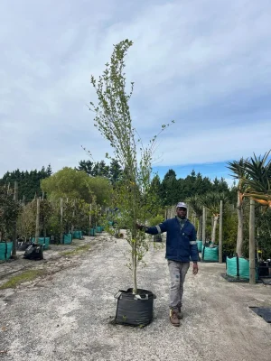 Populus Simonii 70lt