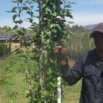 Populus Simonii 40lt Common Name: Poplar Tree, Populus Tree, Chinese Poplar