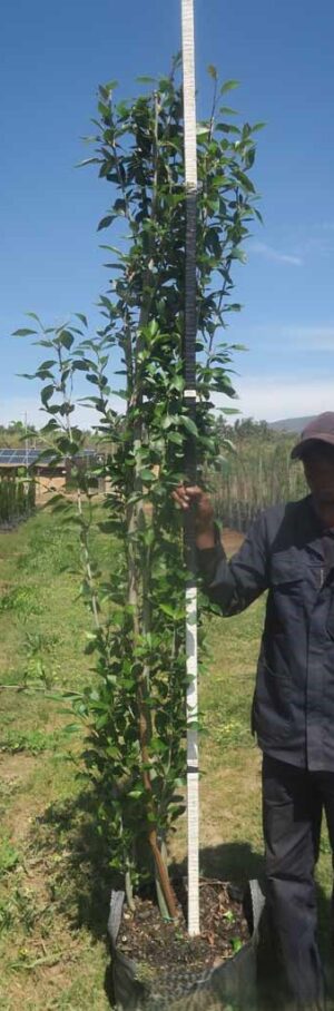 Populus Simonii 40lt Common Name: Poplar Tree, Populus Tree, Chinese Poplar