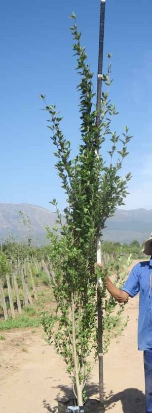 Populus Simonii 40lt (poplar Tree)