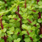 Portulacaria Afra, Spekboom 2.5lt