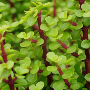 Portulacaria Afra, Spekboom 2.5lt