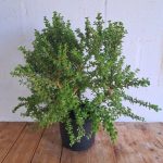 Portulacaria Afra Little Jim 21cm Pot