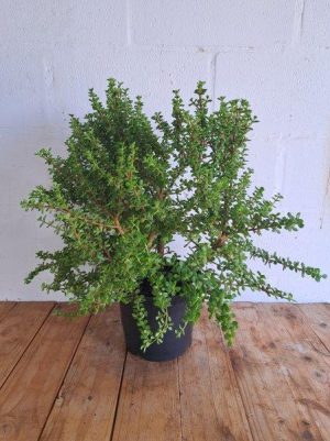 Portulacaria Afra Little Jim 21cm Pot