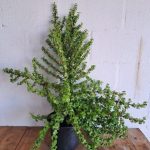 Portulacaria-afra-aurea.jpg Portulacaria Afra Aurea 21cm Pot