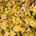 Portulacaria Afra 'Aurea' 4 Pack Tray