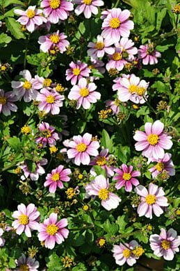 Bidens Ferulifolia Pretty in Pink 15cm Pot