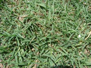 Princess Bermuda Grass (Cynodon X) 200 Plug Tray