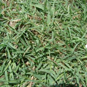 Princess Bermuda Grass (Cynodon X) 200 Plug Tray