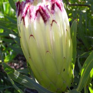 Protea 'Limelight' 15cm Pot Protea 'Limelight' 15cm Pot