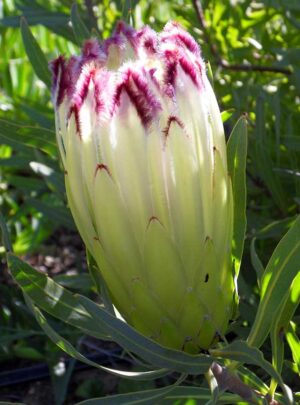 Protea 'Limelight' 15cm Pot Protea 'Limelight' 15cm Pot