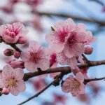 Flowering Peach Tree 10lt