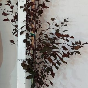 Prunus Purpurea 20lt