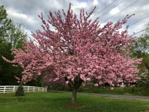 Flowering Cherry Tree 20lt