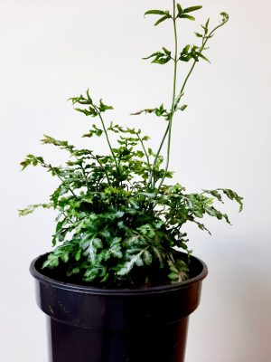 Pteris Silver Lace Fern 14cm Pot