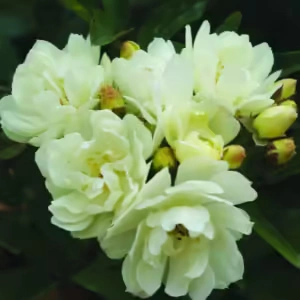 Purezza Climbing Rose 5lt Purezza Climbing Rose 5lt