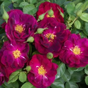 Purple Glow Rose STD 90cm