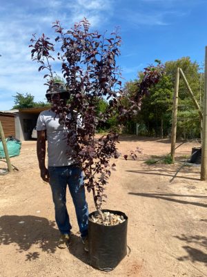 Purple Leaf Plum Tree 40lt