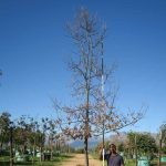 Turkey Oak Tree 1000lt
