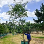Quercus Palustris 250lt