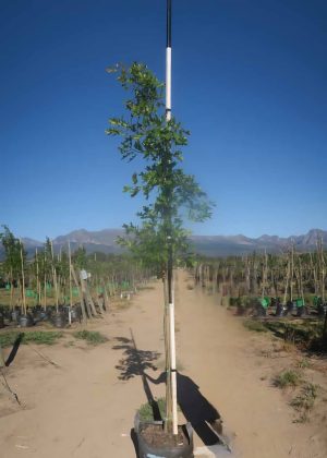 Quercus Palustris 40lt