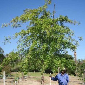 Quercus Palustris 400lt