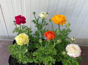 Ranunculus Asiaticus 14cm Pot