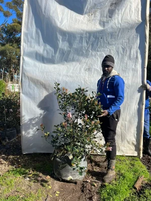 Raphiolepis delacourii Light Pink 70lt