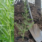 Organic Tarragon 15cm Pot