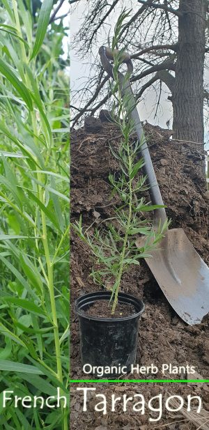 Organic Tarragon 15cm Pot