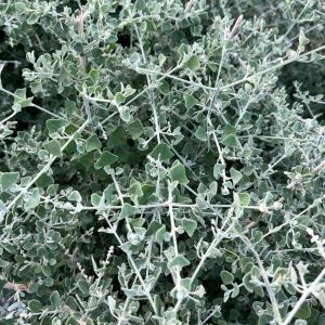 Rhagodia Hastata 30cm Pot