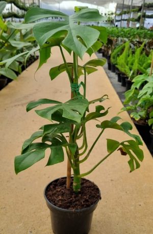 Rhaphidophora Tetrasperma 14cm Pot (Vining)