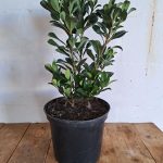 Rhaphiolepis White 21cm Pot