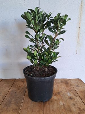 Rhaphiolepis White 21cm Pot