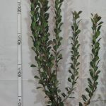 Rhaphiolepis x. Delacouril Alba 20lt