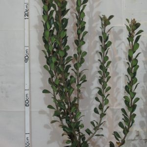 Rhaphiolepis x. Delacouril Alba 20lt