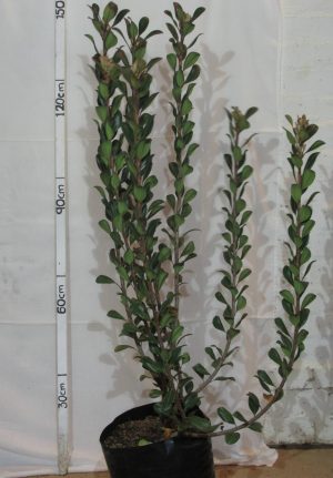 Rhaphiolepis-delacourii-Pink.jpg Rhaphiolepis x. Delacouril Alba 20lt