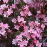Rhaphiolepis Indica Pink 20lt