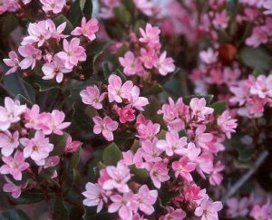 Rhaphiolepis-indica-Pink.jpg Rhaphiolepis Indica Pink 20lt