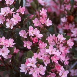 Rhaphiolepis Indica Pink 20lt