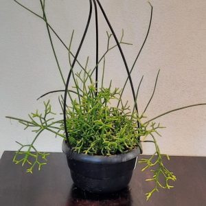 Rhipsalis-16cm-HB-1.jpg Rhipsalis Assorted 16cm Hanging Basket