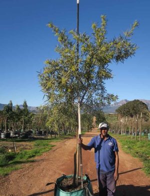 Searsia Lancea 200lt