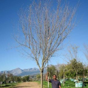 Searsia Pendulina 1000lt