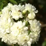 Rosa Banksia Alba (White) Climbing Rose 5lt